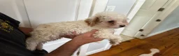 Miniature Poodle dogs for sale: Miniature Poodle 1  - Ad 3