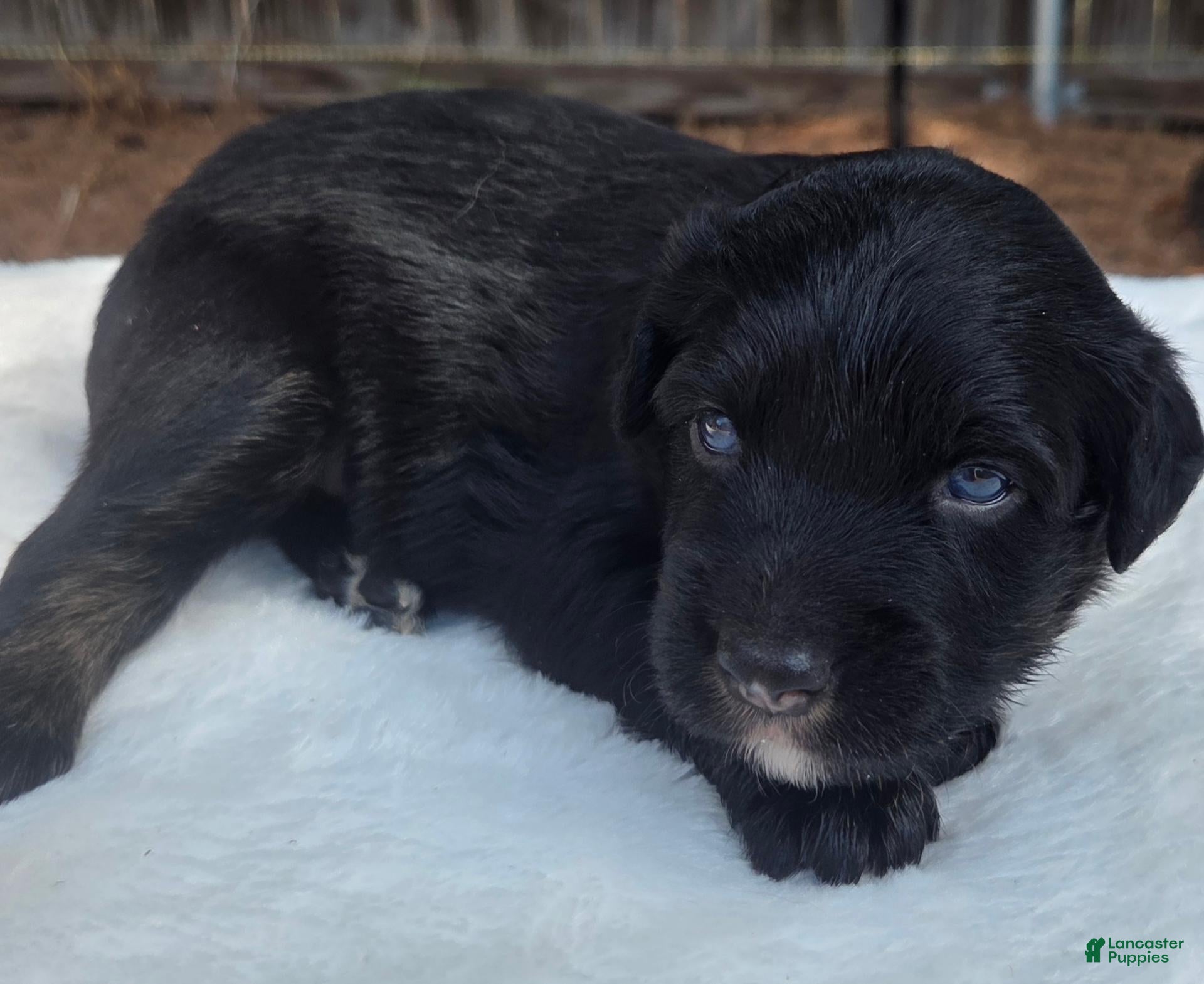 Australian Shepherd dogs Tad - Ad 9