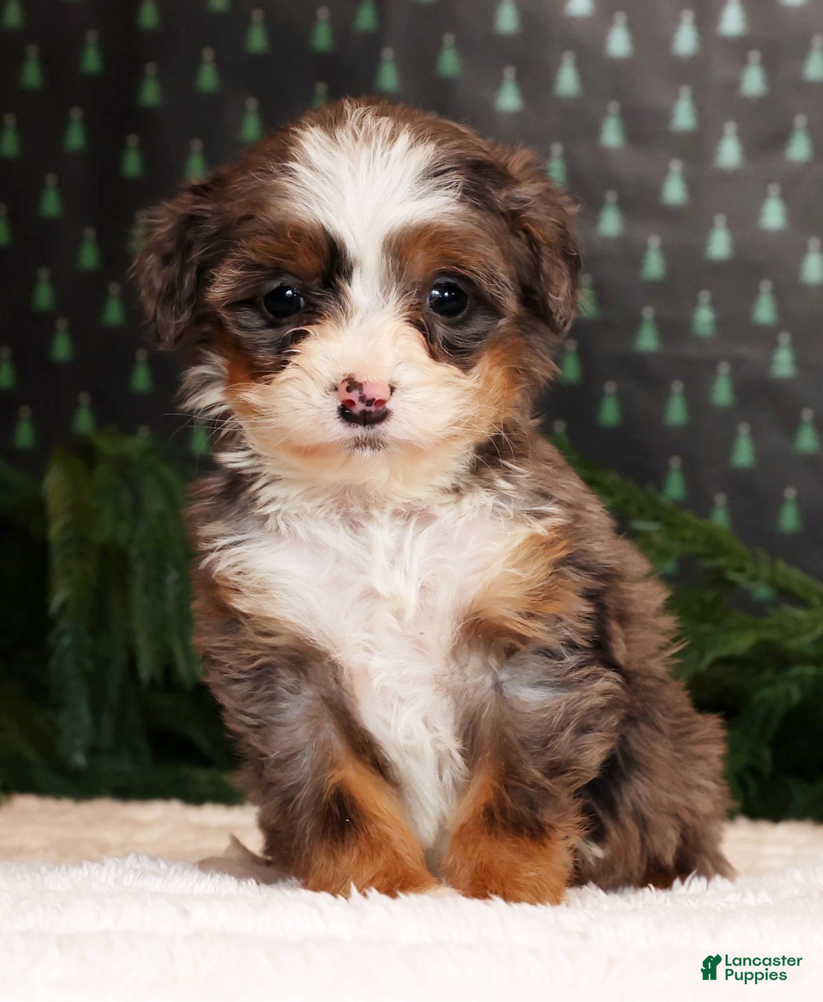 Mini Bernedoodle dogs Angel - Ad 41