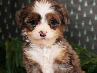 Mini Bernedoodle dogs Angel - Ad 41