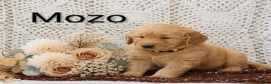 Mozo