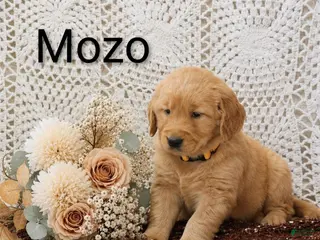 Golden Retriever dogs for sale: Mozo - Ad 2