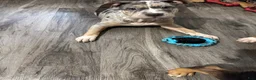 American Bully dogs for sale: American Bully 4 - Ad 3