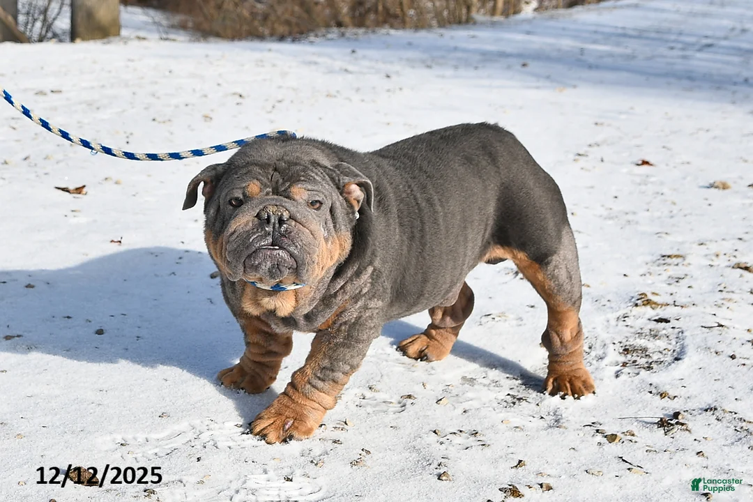 English Bulldog dogs for sale: Harmony - Ad 7