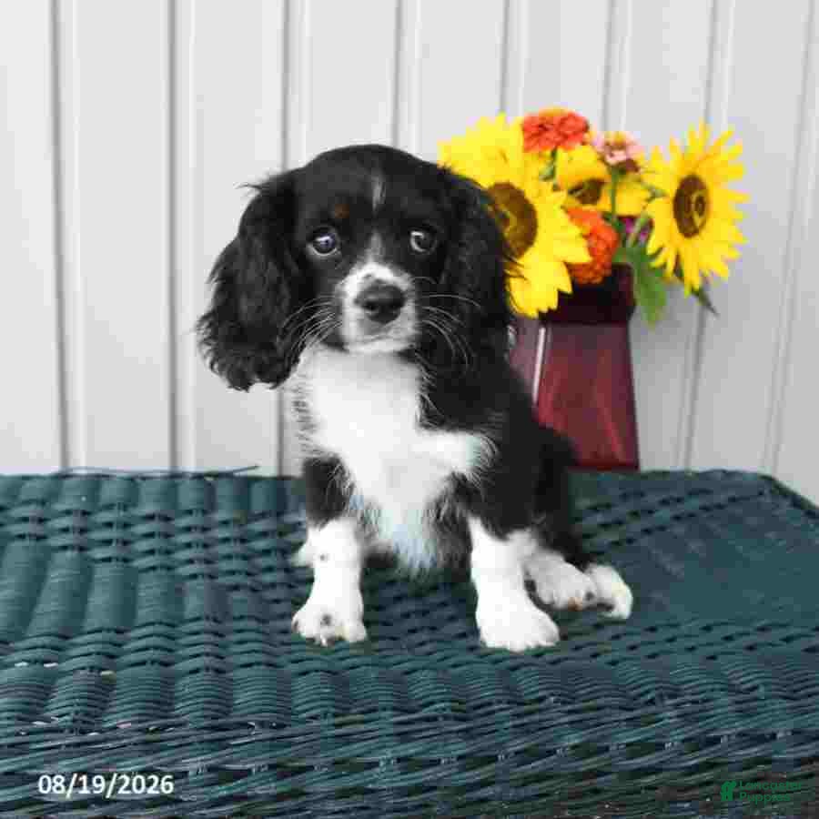 Cavapoo dogs Doris - Ad 1