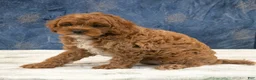 Cavapoo dogs for sale: Oscar - Ad 2