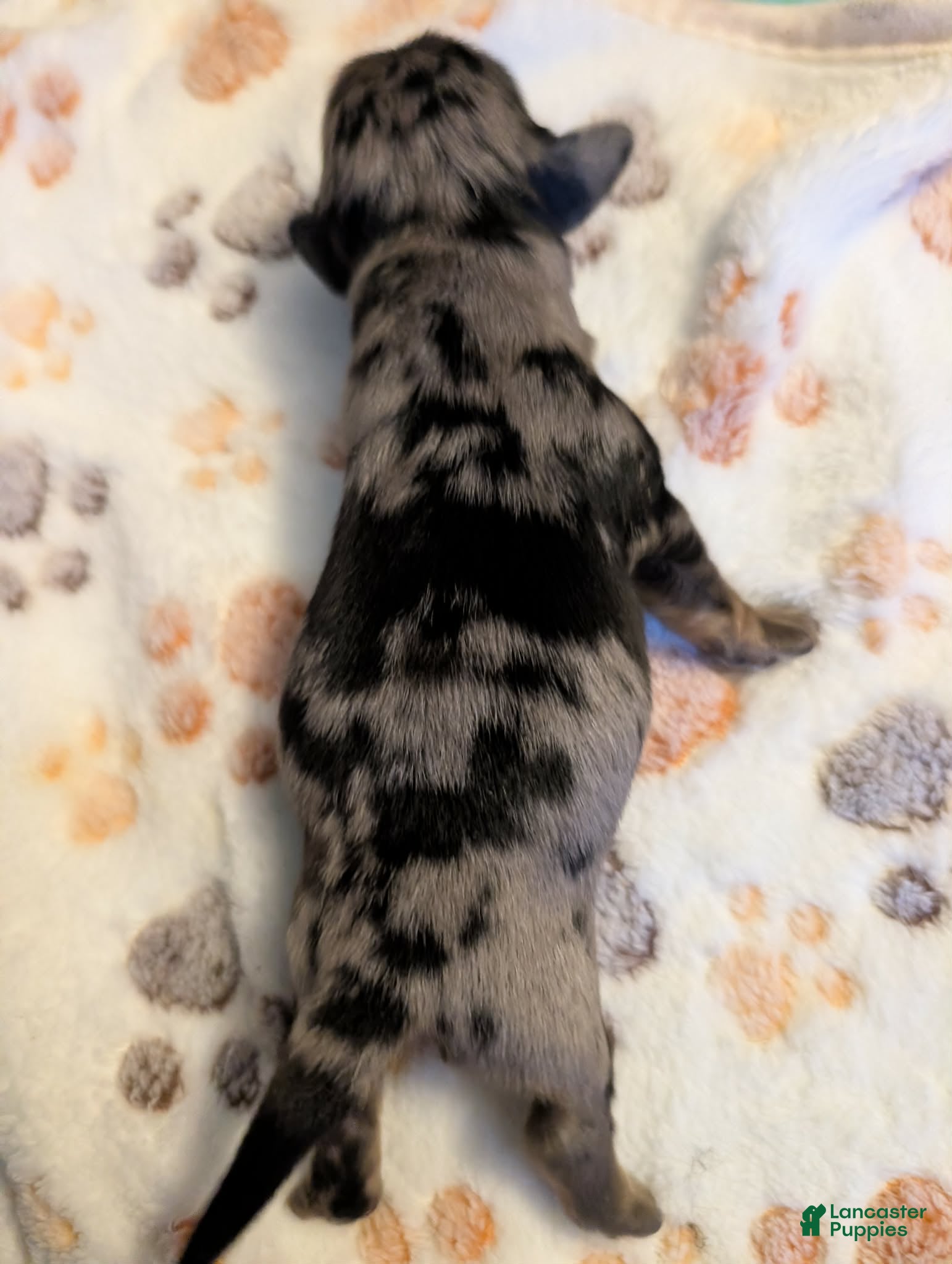 Miniature Dachshund dogs Silver dapple boy long haired  - Ad 12