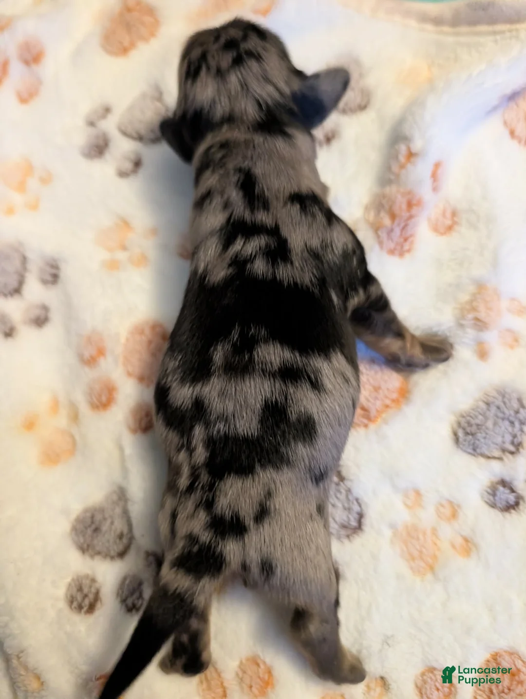 Miniature Dachshund dogs for sale: Silver dapple boy long haired  - Ad 1