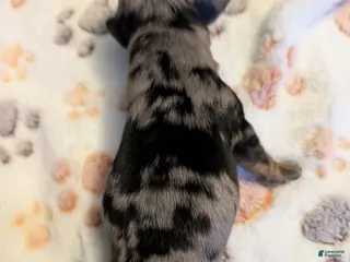 Miniature Dachshund dogs Silver dapple boy long haired - Ad 12