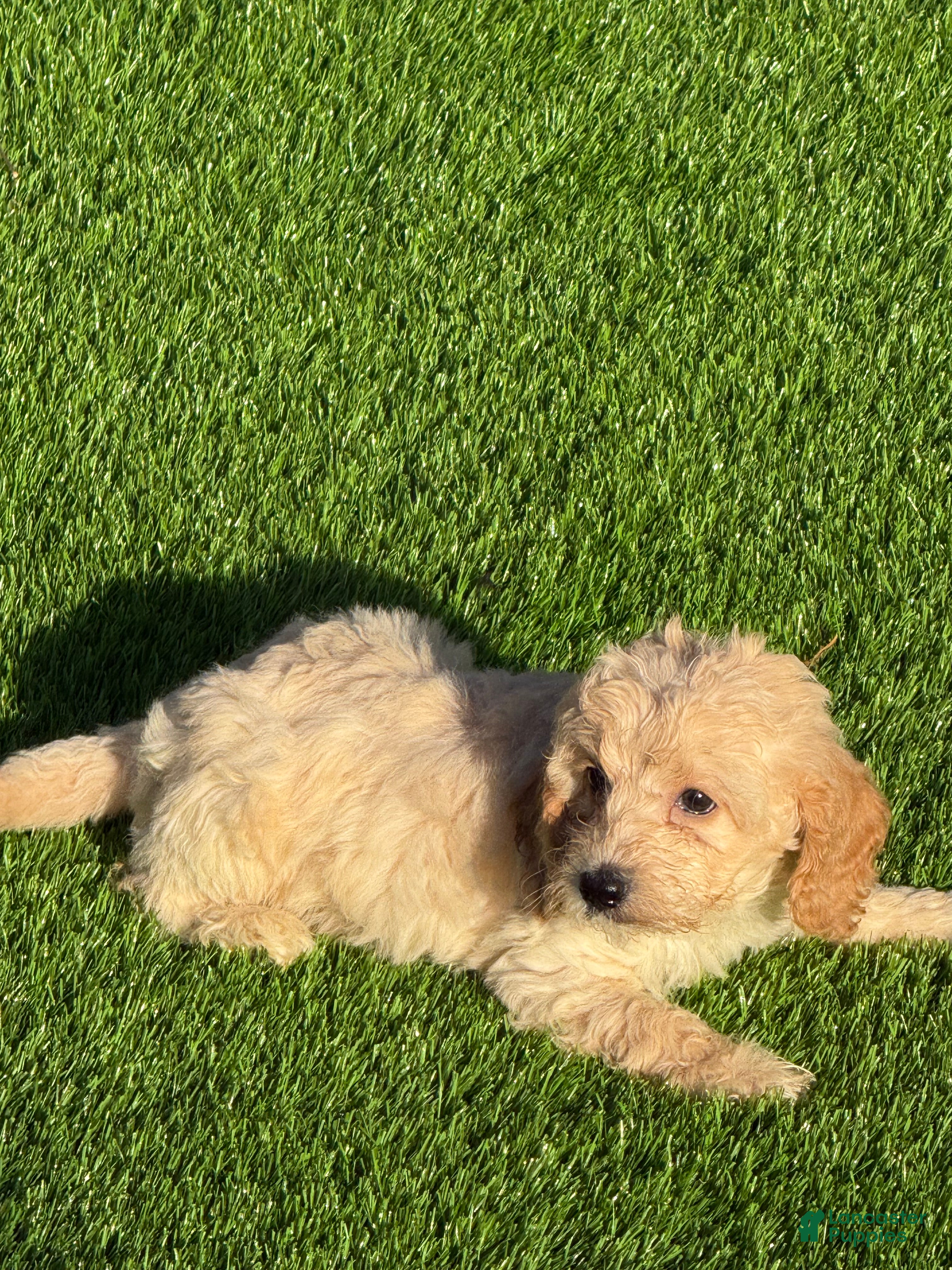 Cockapoo dogs Cockapoo 1 - Ad 2