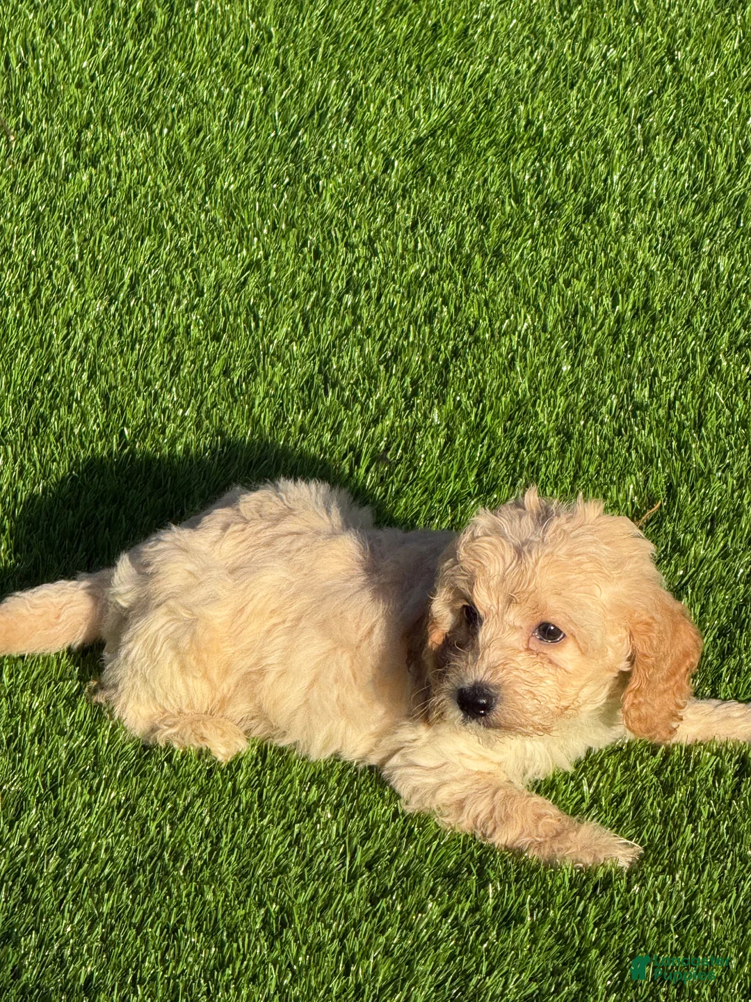 Cockapoo dogs for sale: Cockapoo 1 - Ad 2
