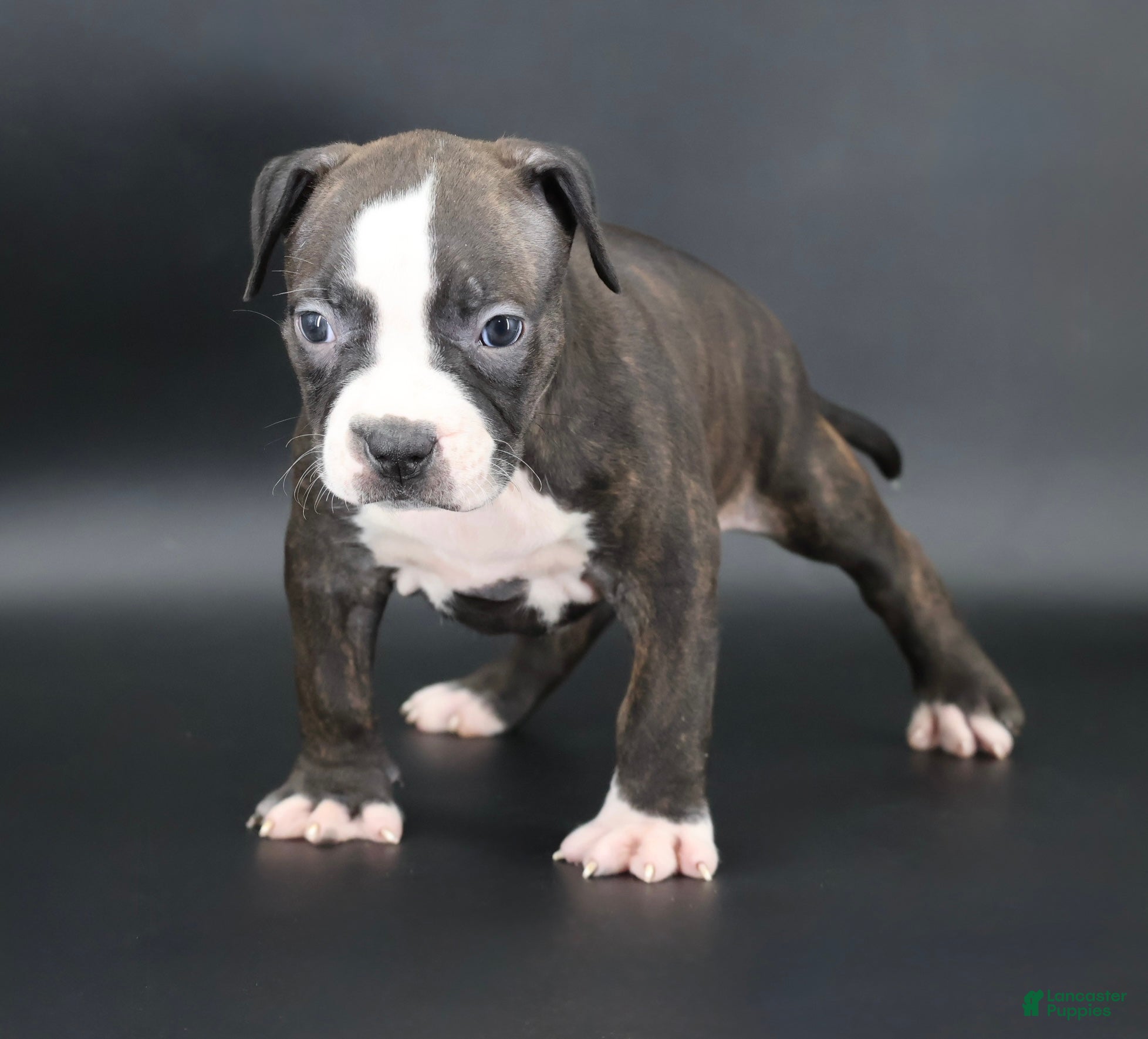 American Bully dogs Nyla - XL - ABKC - Ad 1