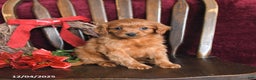 Cavapoo dogs for sale: Merry - Ad 1