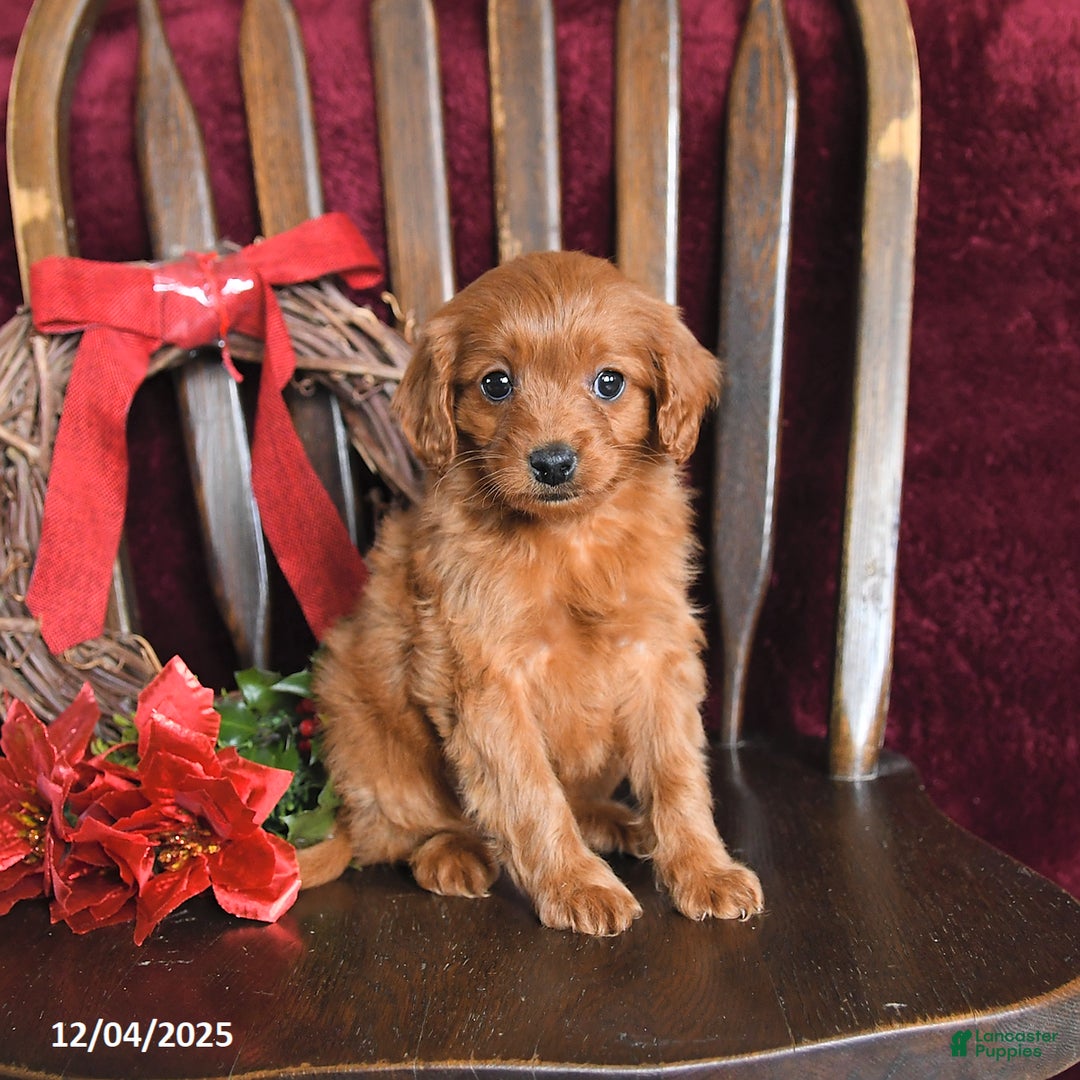 Cavapoo dogs for sale: Merry - Ad 1