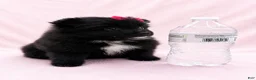 Pomeranian dogs for sale: Pomeranian 1 - Ad 2