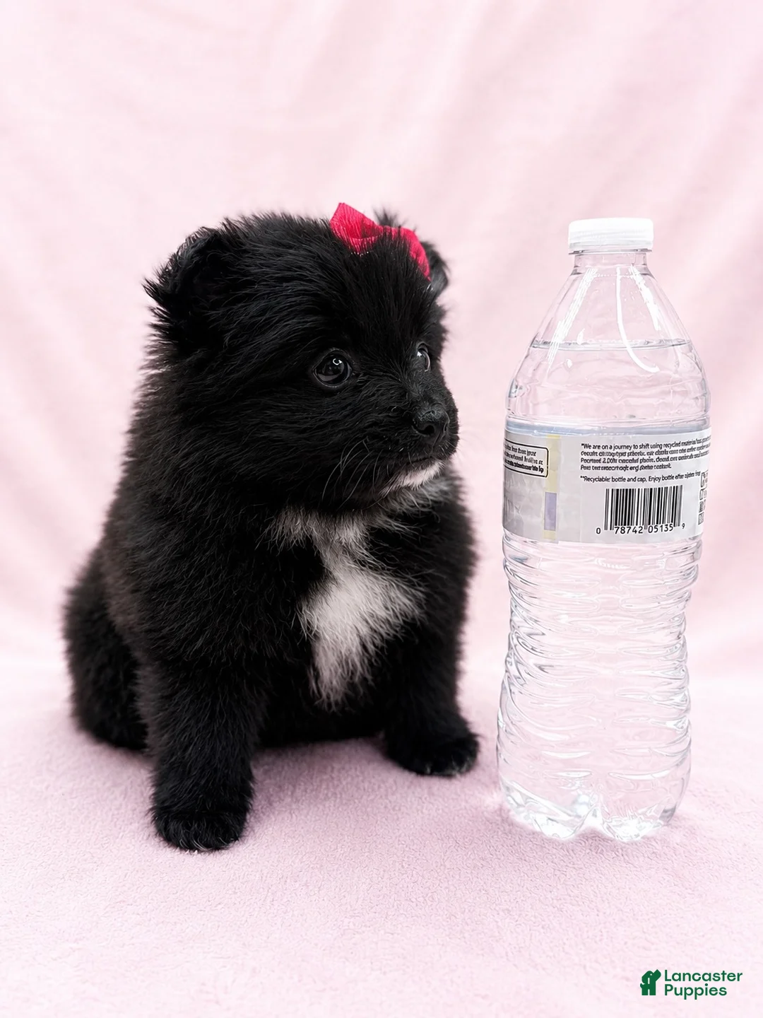 Pomeranian dogs for sale: Pomeranian 1 - Ad 2