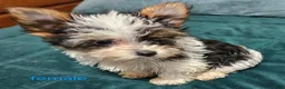 Yorkshire Terrier dogs for sale: Patsy - Ad 8