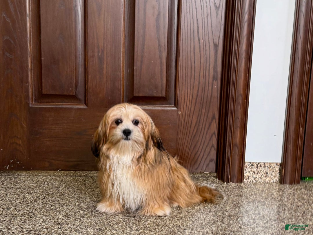 Lhasa Apso dogs for sale: Cora - Ad 9