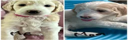 Goldendoodle dogs for sale: Pinkie Princess - Ad 2