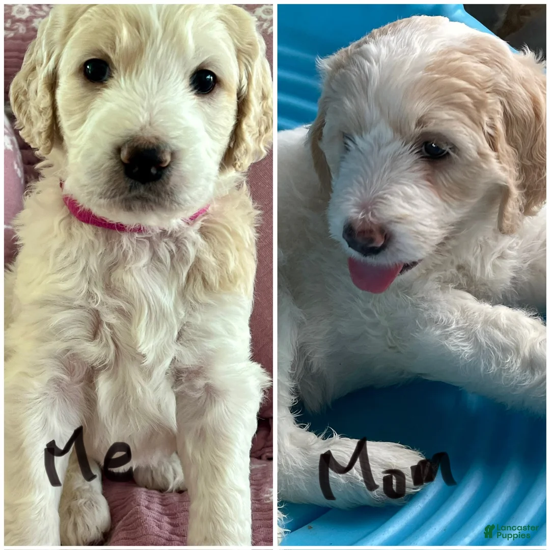 Goldendoodle dogs for sale: Pinkie Princess - Ad 2