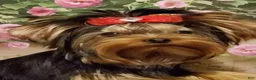 Yorkshire Terrier dogs for sale: Guajiro the Most Loving Boy - Ad 9