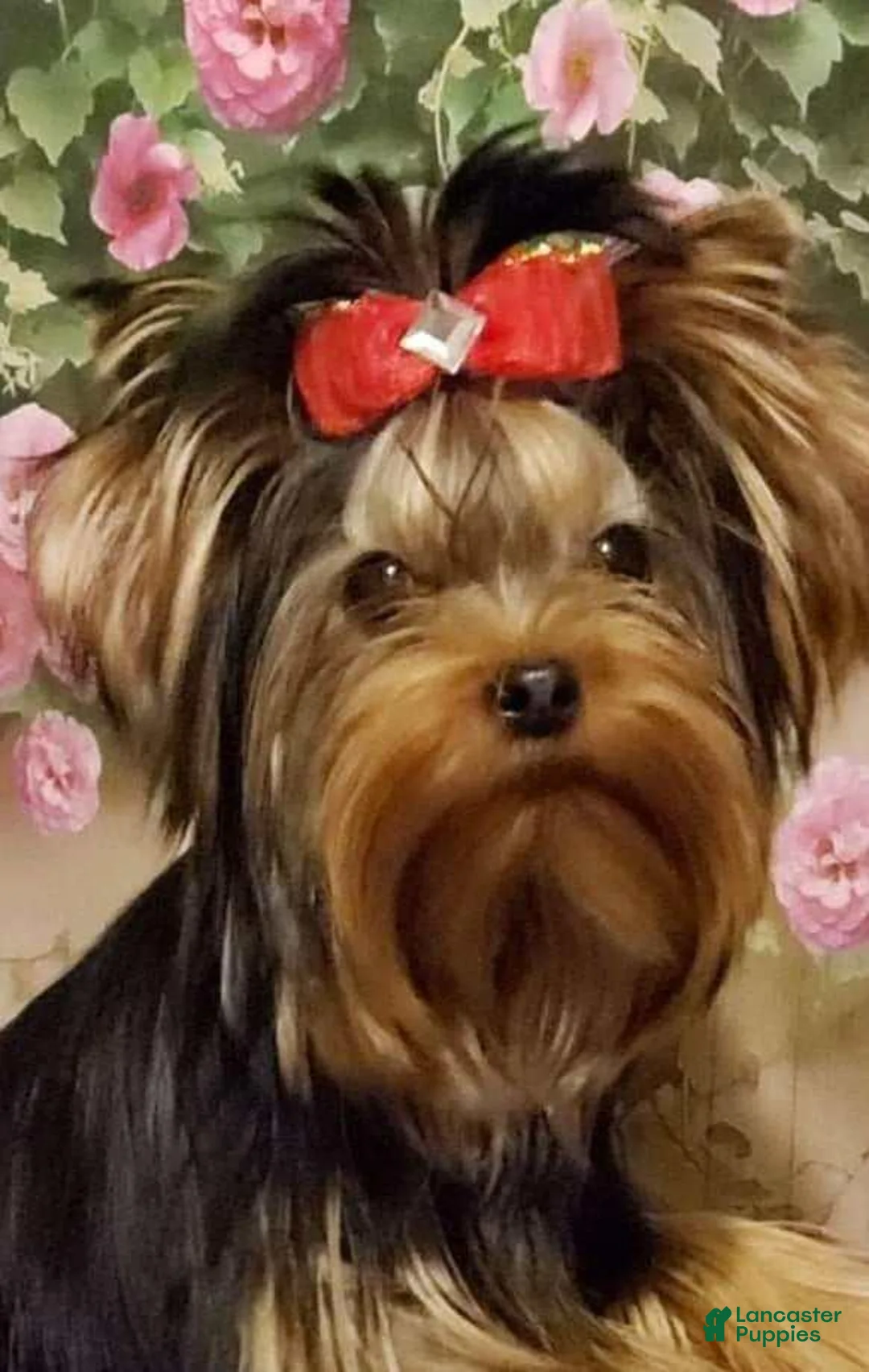 Yorkshire Terrier dogs for sale: Guajiro the Most Loving Boy - Ad 9