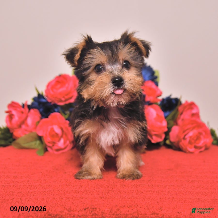 Yorkshire Terrier dogs Hank - Ad 1