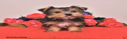 Yorkshire Terrier dogs for sale: Hank - Ad 1