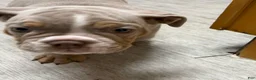 English Bulldog dogs for sale: English Bulldog 2 - Ad 6