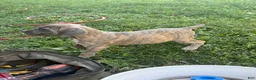 Cane Corso dogs for sale: Cane Corso 1 - Ad 4
