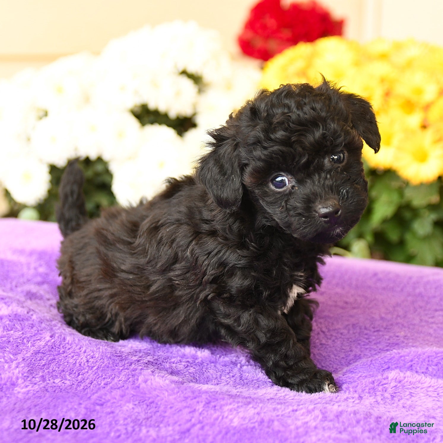 Toy Poodle dogs for sale: Socks - Ad 2