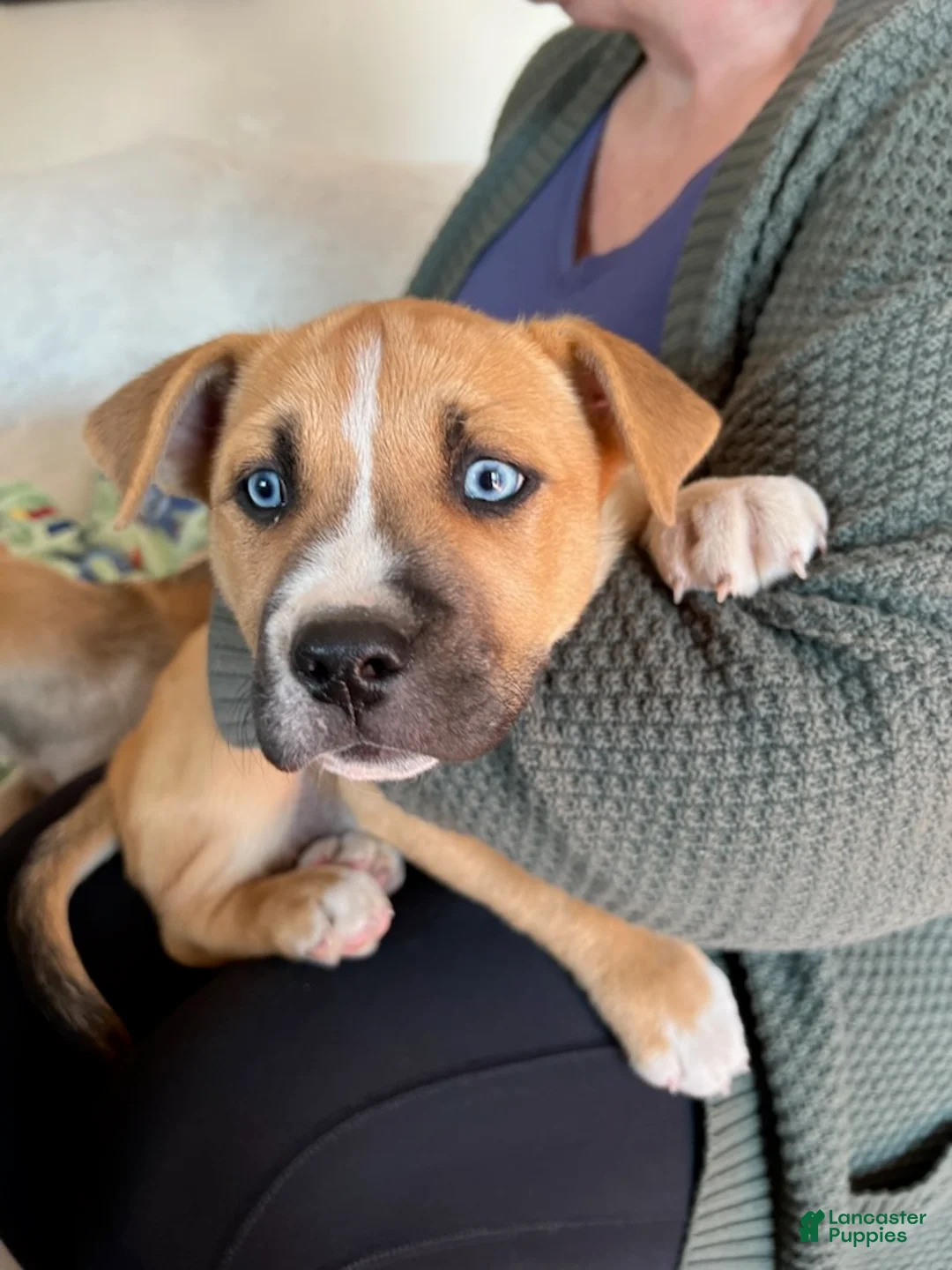 Mixed Breed dogs for sale: Mixed Breed Puppy 3 - Ad 3