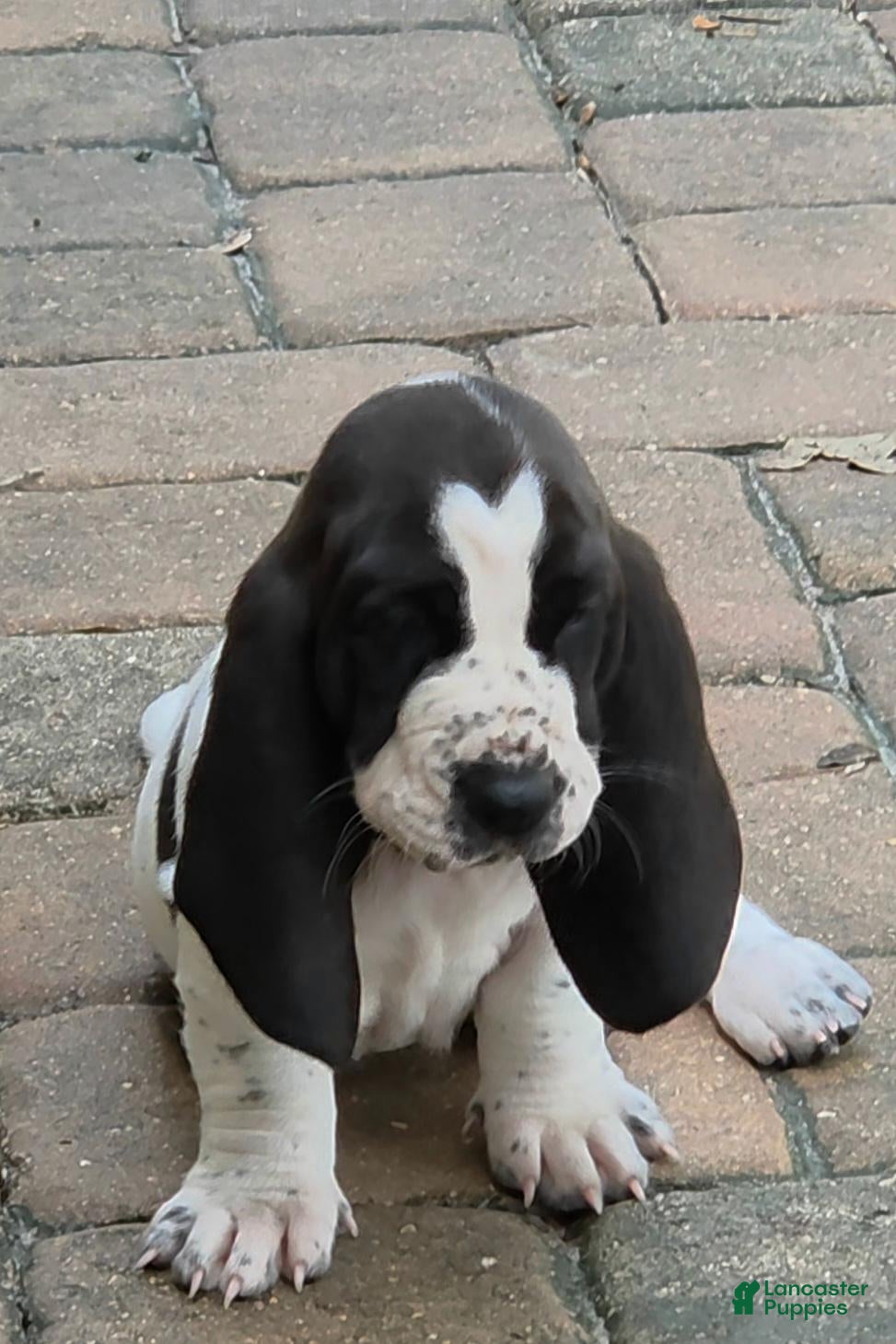 Basset Hound dogs for sale: 🩷READY NOW Dark green collar - Ad 3