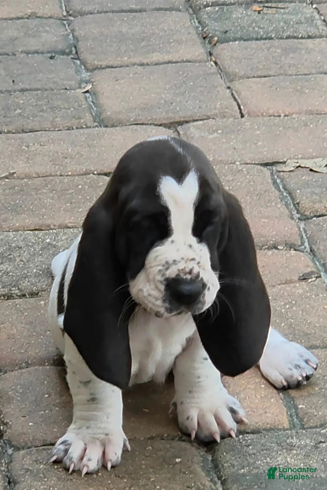 Basset Hound dogs for sale: 🩷READY NOW Dark green collar - Ad 1