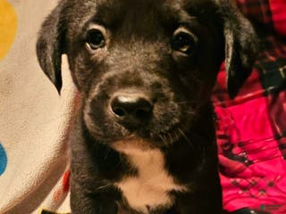 Border Collie dogs Joker - Ad 16