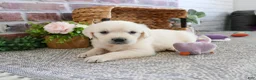 Golden Retriever dogs for sale: Tilly - Ad 7