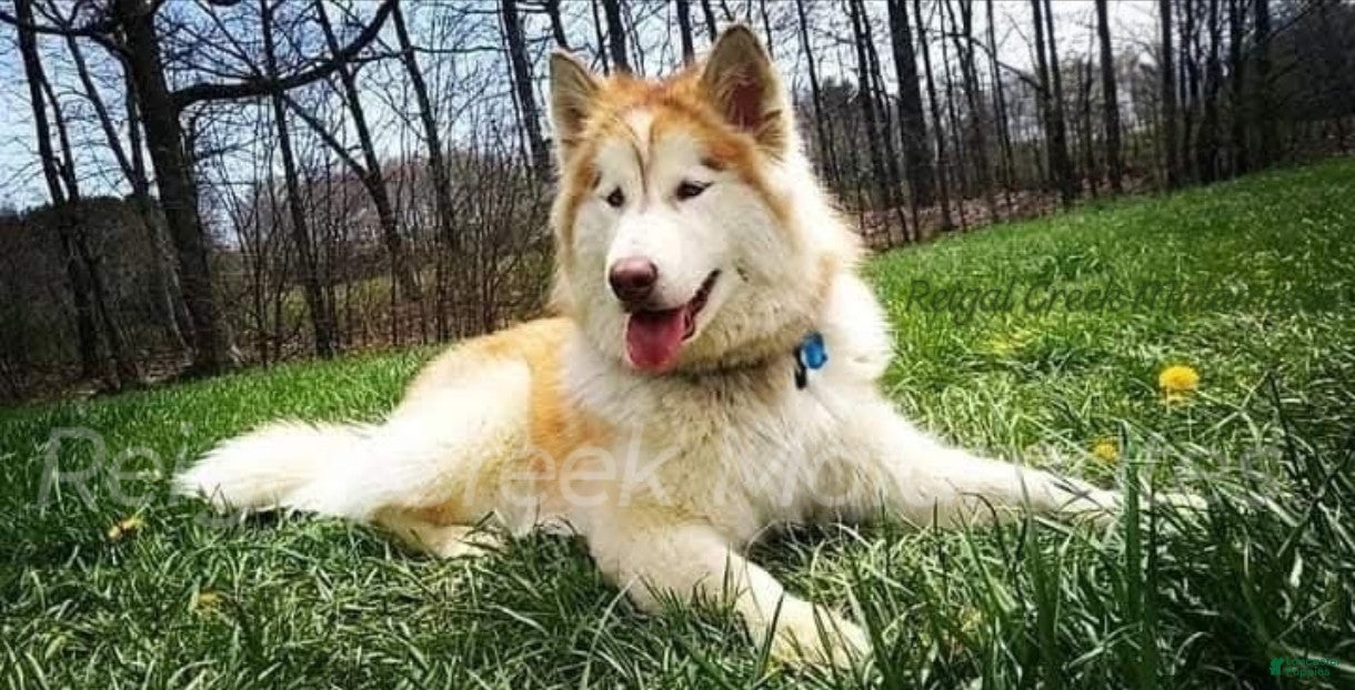 Reigal Creek's Sasha 