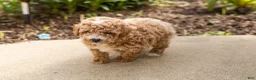 Miniature Poodle dogs for sale: Torin  - Ad 5