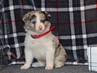 Border Collie dogs Border Collie Puppy 1 - Ad 1