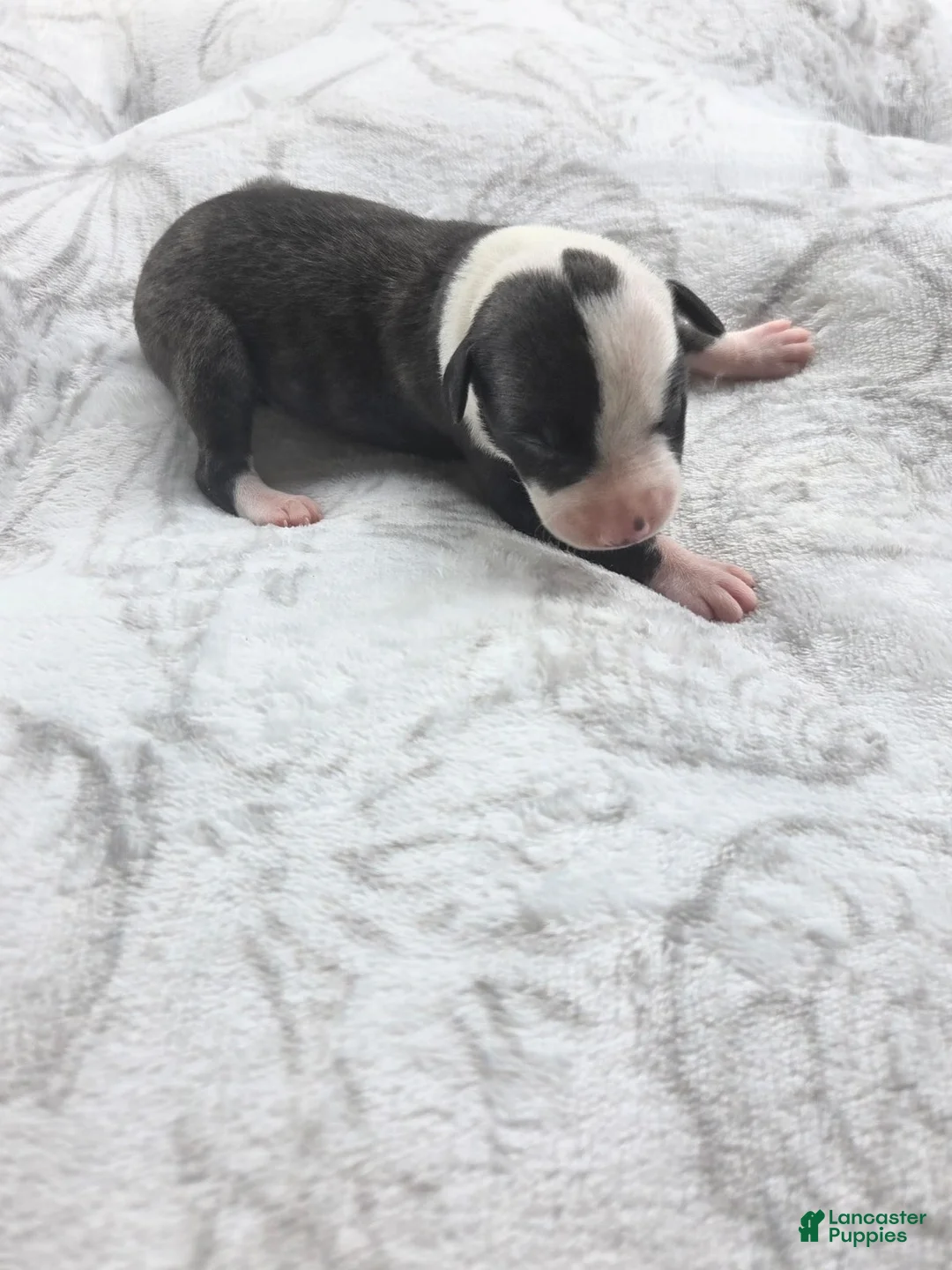 Whippet dogs for sale: Girl 2 - Ad 3