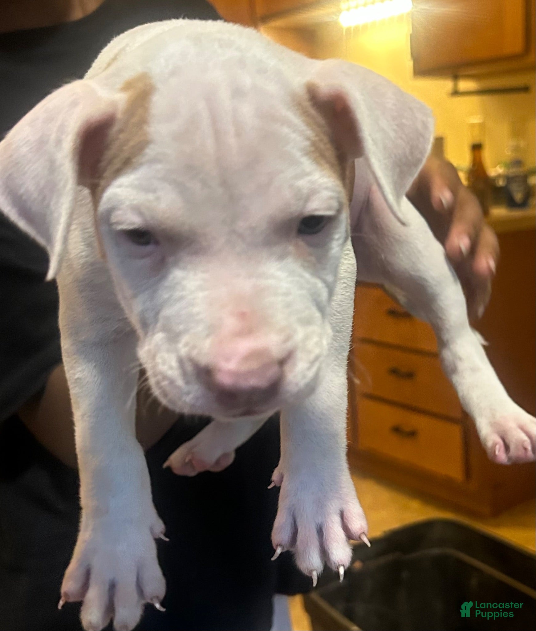 American Pit Bull Terrier dogs for sale: American Pit Bull Terrier 3 - Ad 3