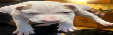 American Pit Bull Terrier 3
