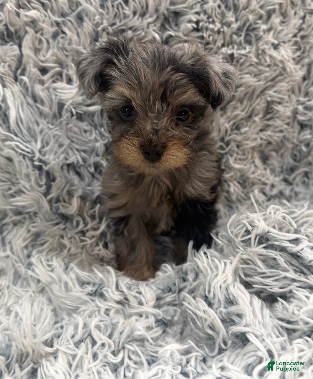 Yorkshire Terrier dogs Tank  - Ad 1