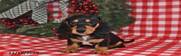 Miniature Dachshund dogs for sale: Buttons - Ad 3