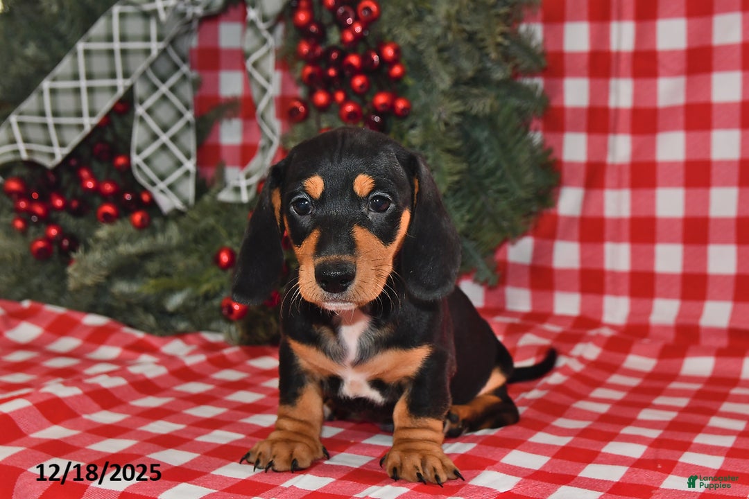 Miniature Dachshund dogs for sale: Buttons - Ad 3