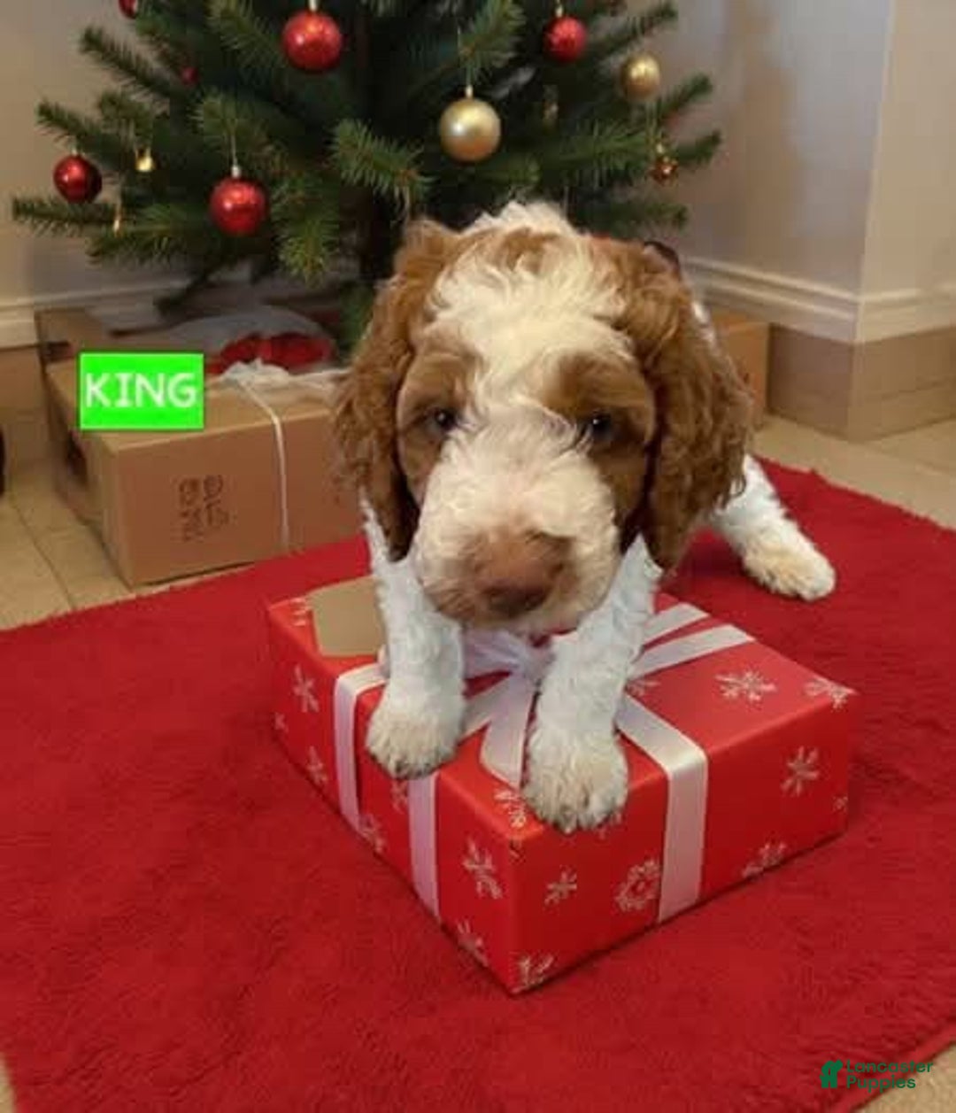 Miniature Labradoodle dogs for sale: Labradoodle Puppy 3 - Ad 3