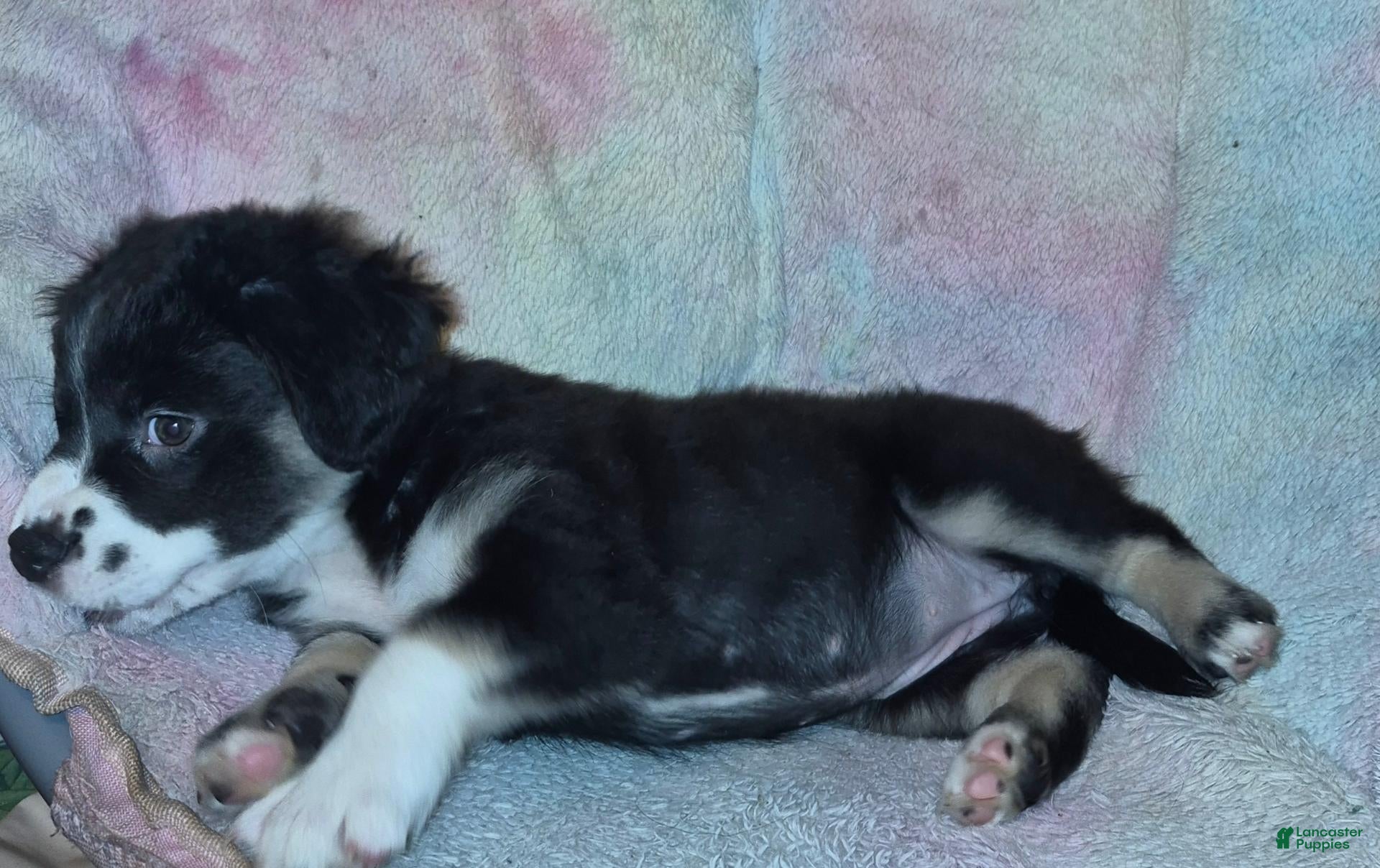Mixed Breed dogs for sale: Roxy - Ad 1
