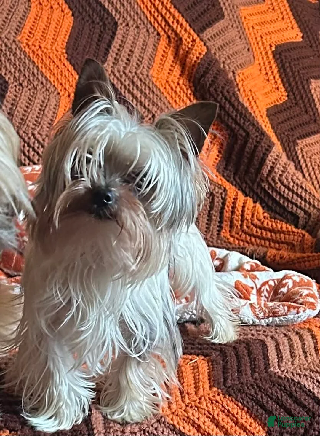 Chorkie dogs for sale: Chorkie Puppy 1 - Ad 3