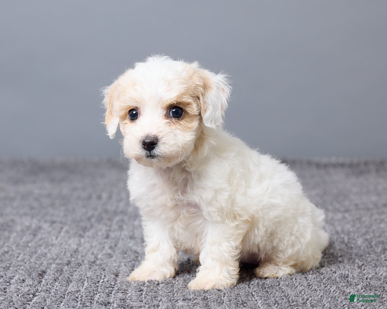 Bichpoo dogs Kiana - Ad 2