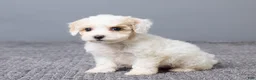 Bichpoo dogs for sale: Kiana - Ad 2